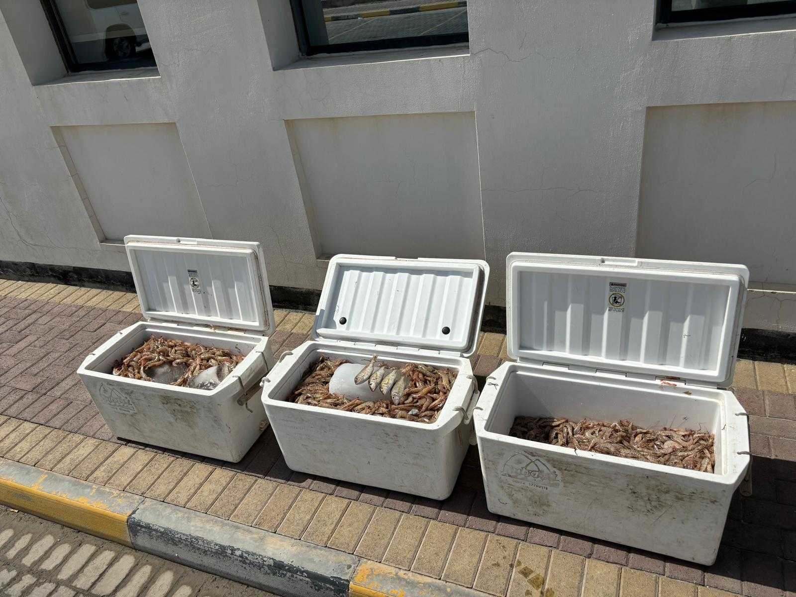 خفر السواحل: ضبط قارب على متنه 90 كيلوجرام من الروبيان المحظور صيده<